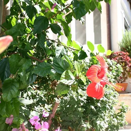 ドゥブロヴニク センター *